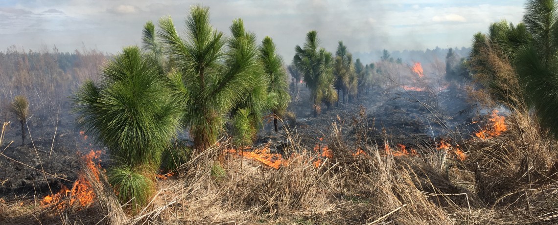 Prescribed fire in young longleaf